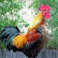 The Cock’s Crow